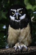 Spectacled owl