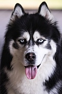 Husky 