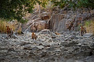 Beautiful tiger in the nature habitat. Tiger pose in amazing light. Wildlife scene with wild animal. Indian wildlife. Indian tiger. Panthera tigris tigris.