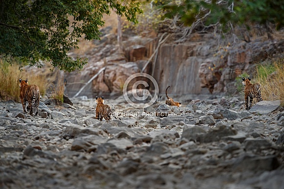 Beautiful tiger in the nature habitat. Tiger pose in amazing light. Wildlife scene with wild animal. Indian wildlife. Indian tiger. Panthera tigris tigris.