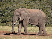 African Elephant side