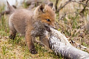 Red fox cubs