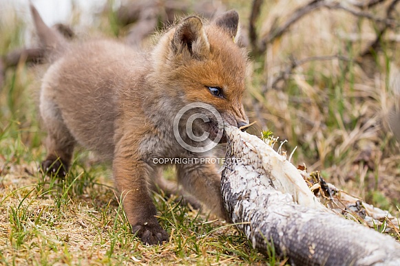 Red fox cubs Red fox cubs