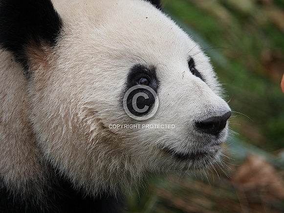Giant Panda
