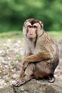 Southern pig-tailed macaque (Macaca nemestrina)