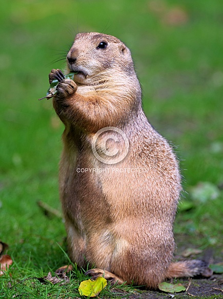 Black-tailed prairie dog