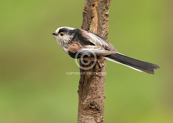 Long-Tailed Tit on Branch