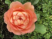 Apricot Rose