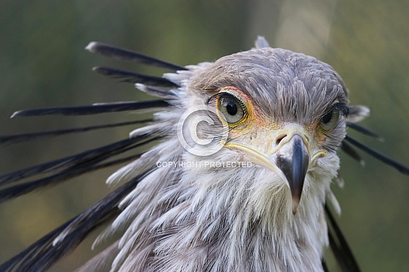 Secretary bird Secretary bird