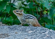 Chipmunk