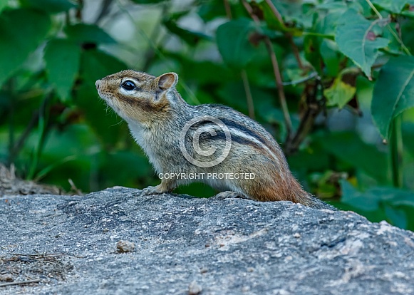 Chipmunk Chipmunk