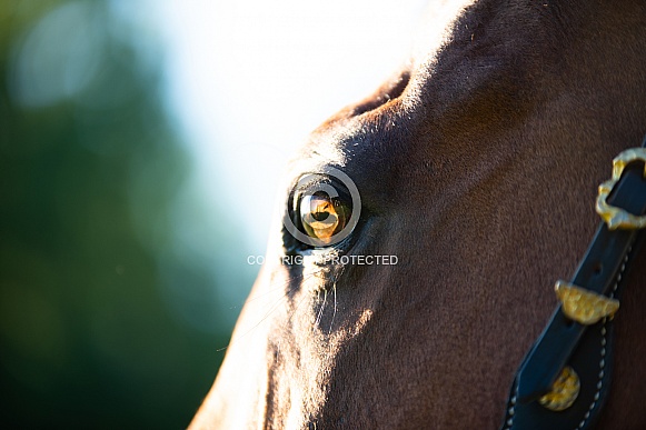 Horses Eye Horses Eye