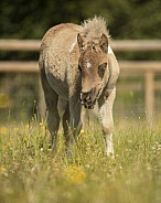 American Miniature Horse Foal