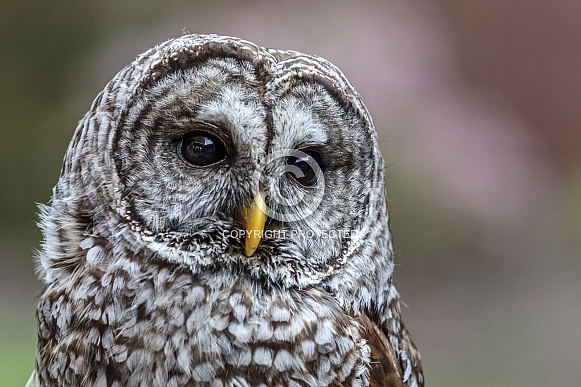 Barred Owl--Closeup Barred Owl Barred Owl--Closeup Barred Owl