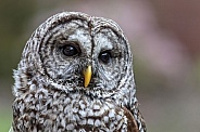 Barred Owl--Closeup Barred Owl