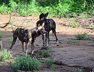 African Wild dogs