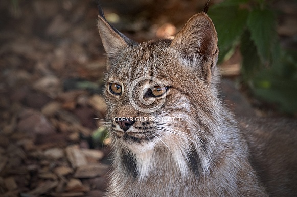 Canadian Lynx Close Up Side Profile
