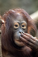 Orangutan (pongo)