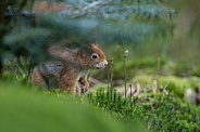 Red Squirrel in a forest