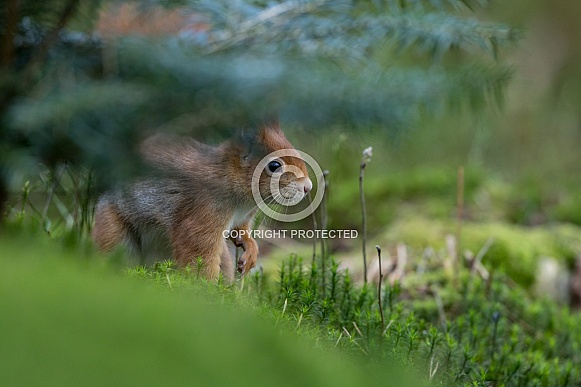 Red Squirrel in a forest