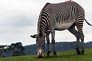 Zebra, sky background