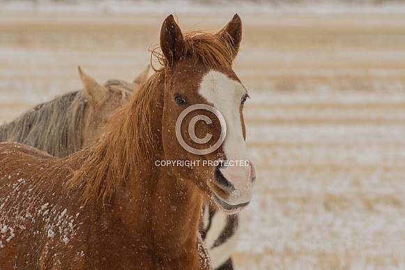 Sorrel Horse in Snow