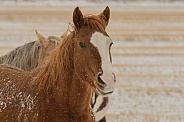 Sorrel Horse in Snow