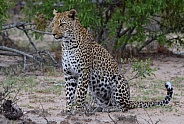 Leopard