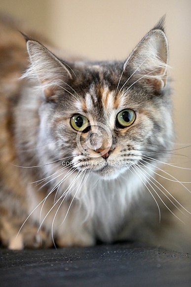 Maine Coon (Felis catus)