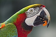 Profile of a macaw