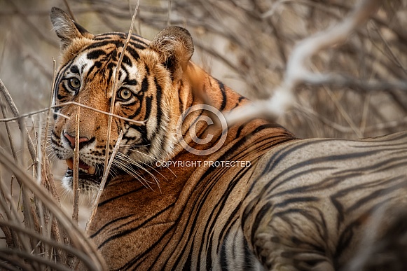 Beautiful tiger in the nature habitat. Tiger pose in amazing light. Wildlife scene with wild animal. Indian wildlife. Indian tiger. Panthera tigris tigris. Beautiful tiger in the nature habitat. Tiger pose in amazing light. Wildlife scene with wild animal. Indian wildlife. Indian tiger. Panthera tigris tigris.
