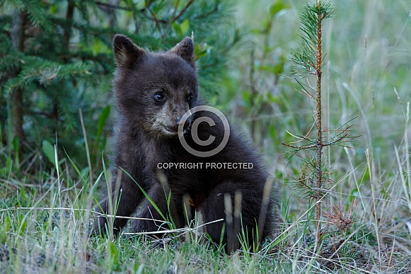 Black Bear and cubs Black Bear and cubs