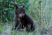 Black Bear and cubs