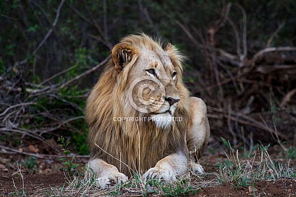 African Lion (wild)
