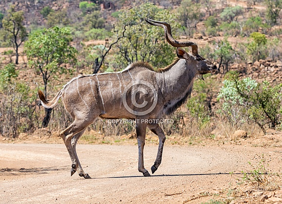 Kudu Bull