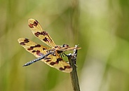 Graphic flutterer dragonfly
