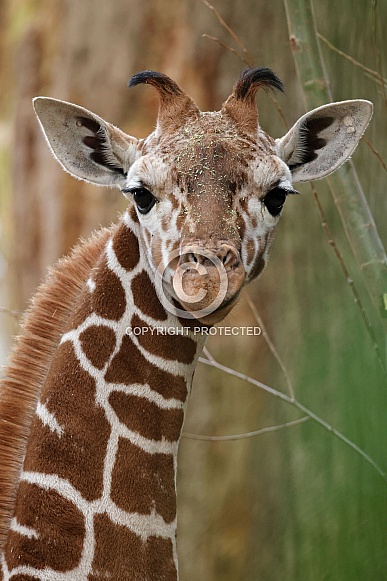 giraffe (Giraffa reticulata)