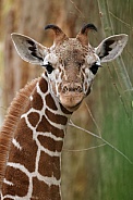 giraffe (Giraffa reticulata)