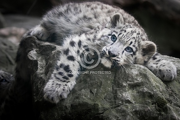Snow leopard cub relaxing on stone