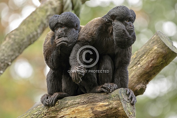 Black bearded saki (chiropotes Satanas)