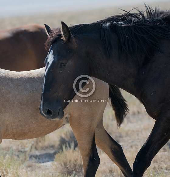 Wild Horses Wild Horses