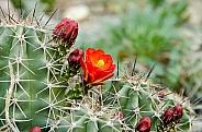 Claret Cup Cactus Bloom and Buds