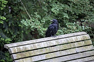 Carrion crow (Corvus corone)