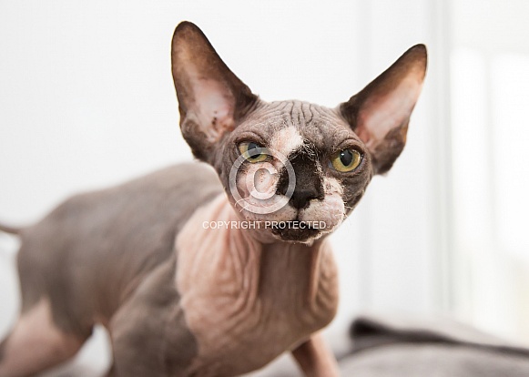 Sphinx Cat Sphinx Cat