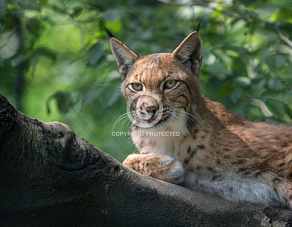 Lynx Lynx