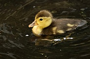The ferruginous duck (Aythya nyroca)