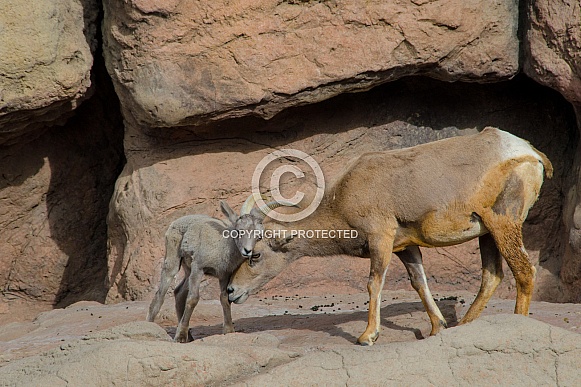 Bighorn Sheep - Mother nuzzling her Lamb