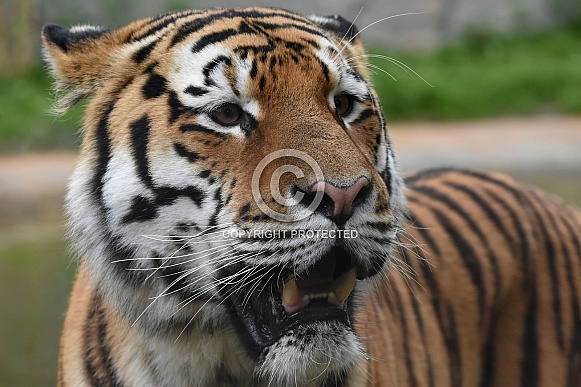 Siberian Tiger