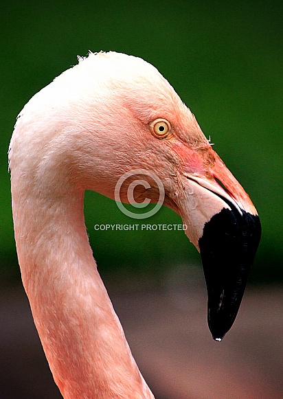 Great flamingo Great flamingo