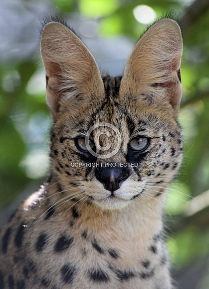 Serval Serval